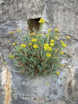 Image of Petrosedum montanum (Song. & Perr.) V. Grulich