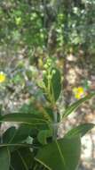 Image of Calophyllum milvum P. F. Stevens