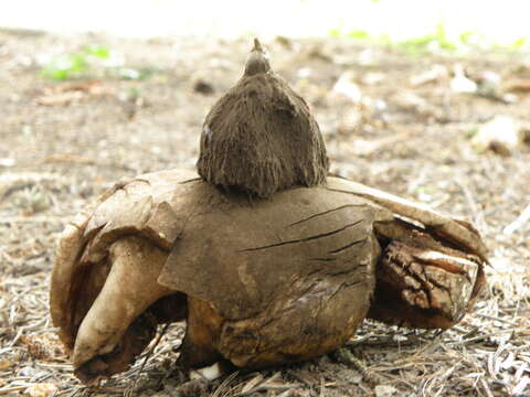 Image of Geastrum melanocephalum (Czern.) V. J. Staněk 1956