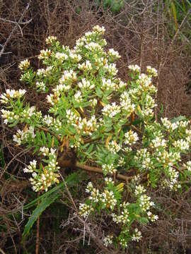 Image of Crassula sarcocaulis subsp. sarcocaulis