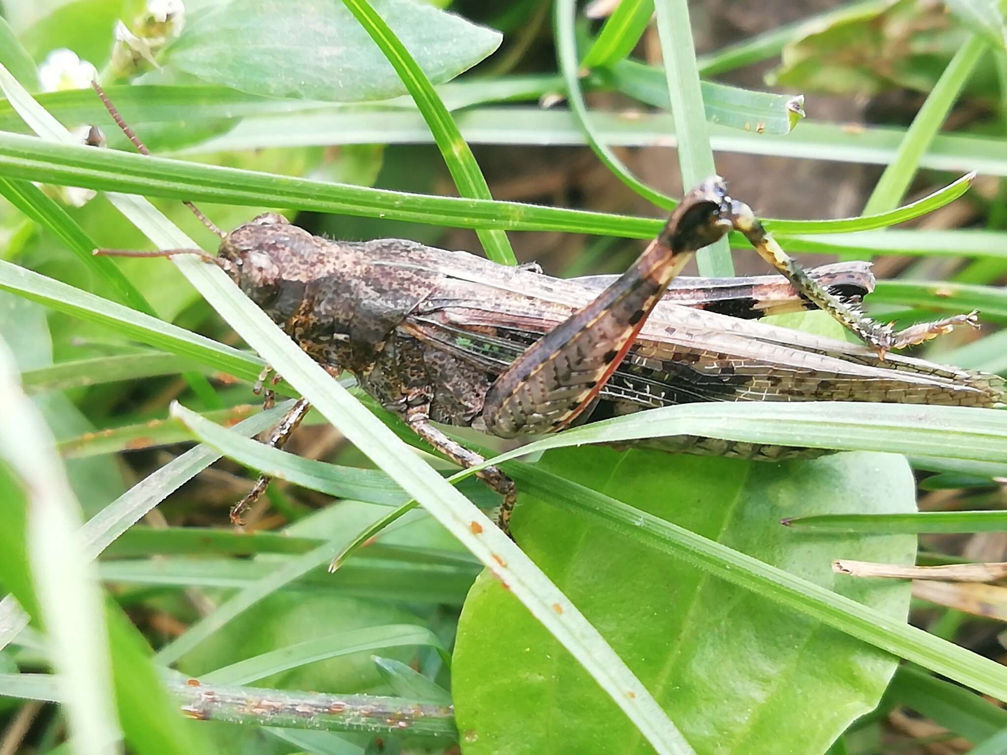 Epacromius pulverulentus (Fischer von Waldheim 1846) resmi