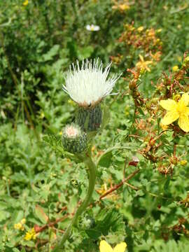 Imagem de Cirsium rigens (Ait.) Wallr.