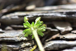 Image of Chaerophyllum taiwanianum (Masam.) K. F. Chung