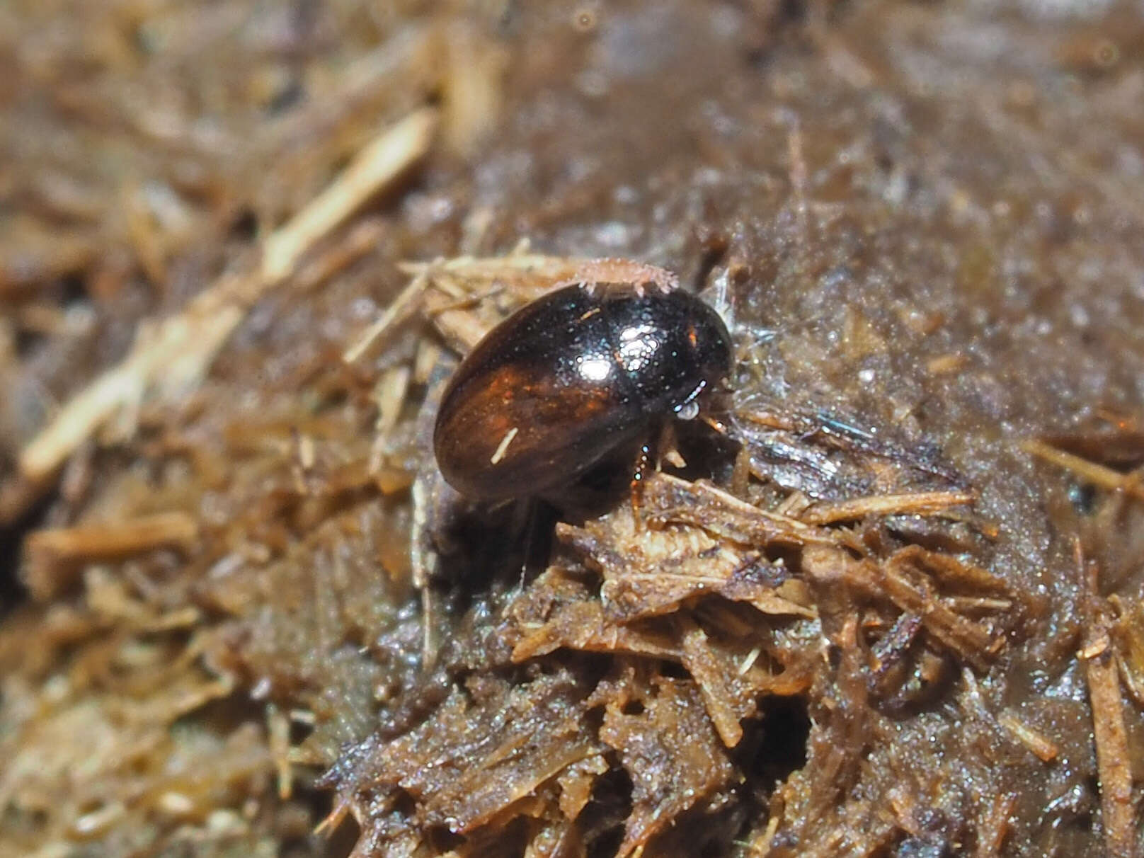 Image of Cercyon (Cercyon) melanocephalus (Linnaeus 1758)