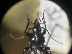 صورة Sphaeroderus nitidicollis Guérin-Méneville 1829