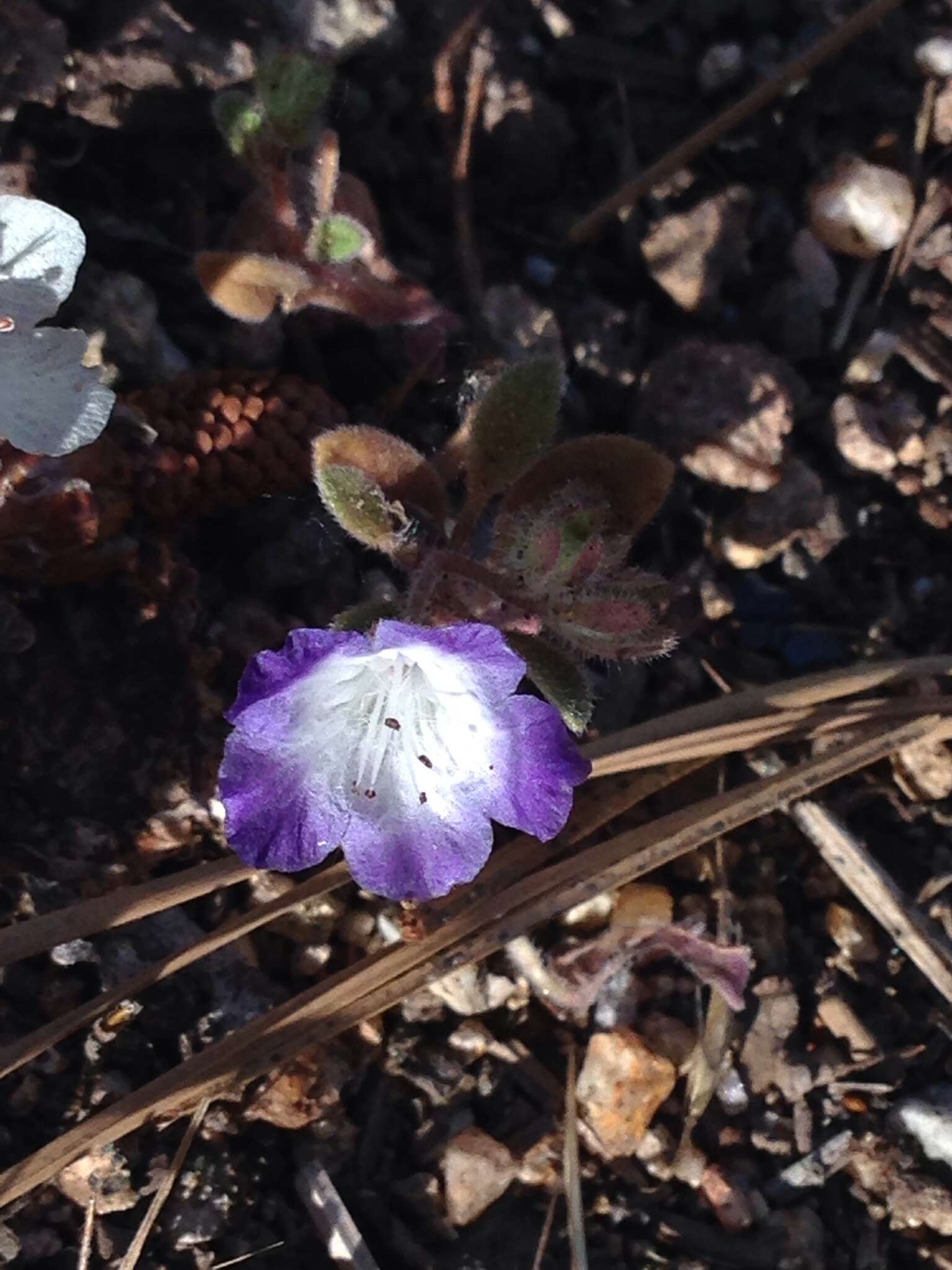 صورة Nemophila pulchella Eastw.