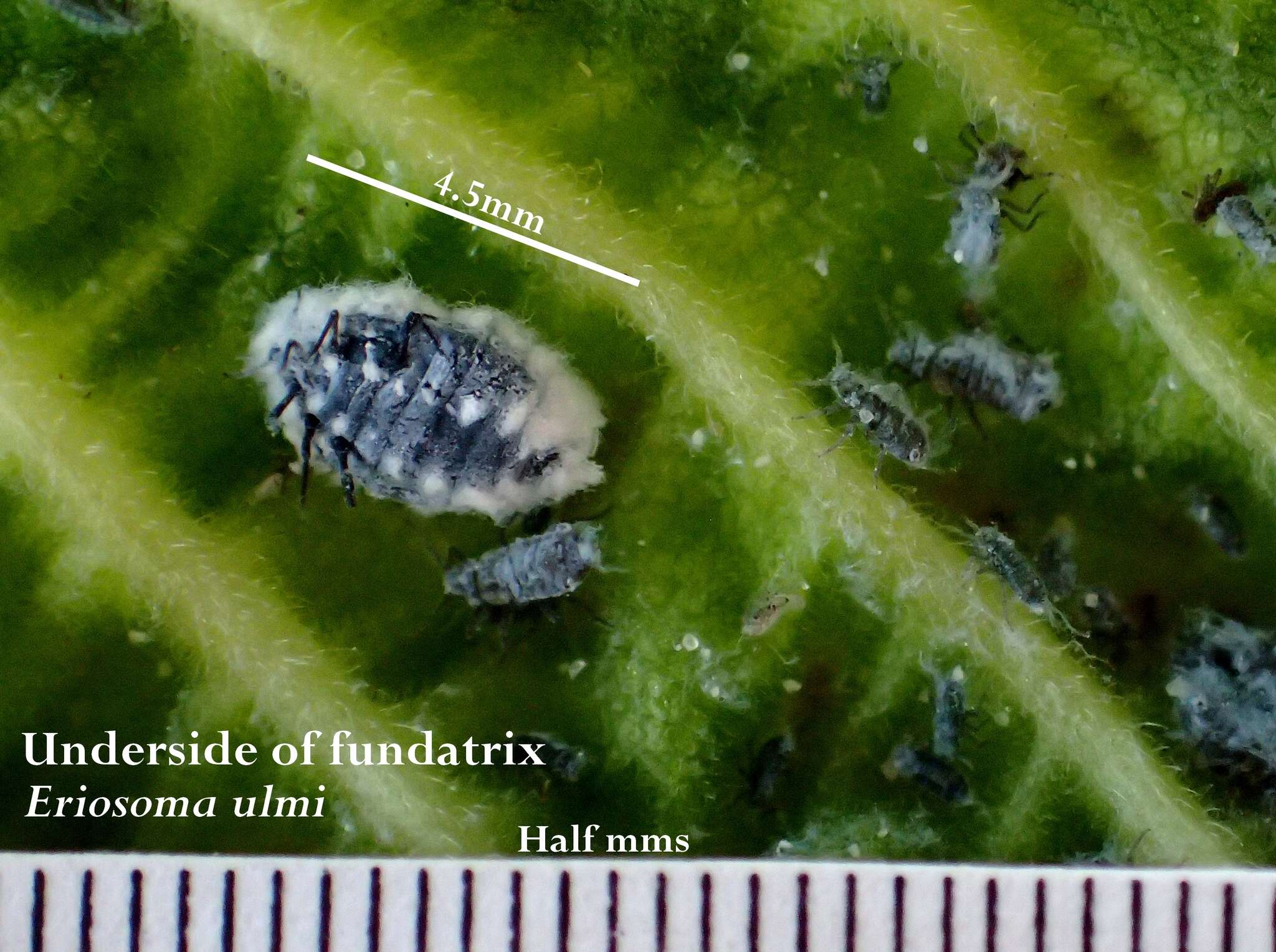 Image de Eriosoma ulmi (Linnaeus 1758)