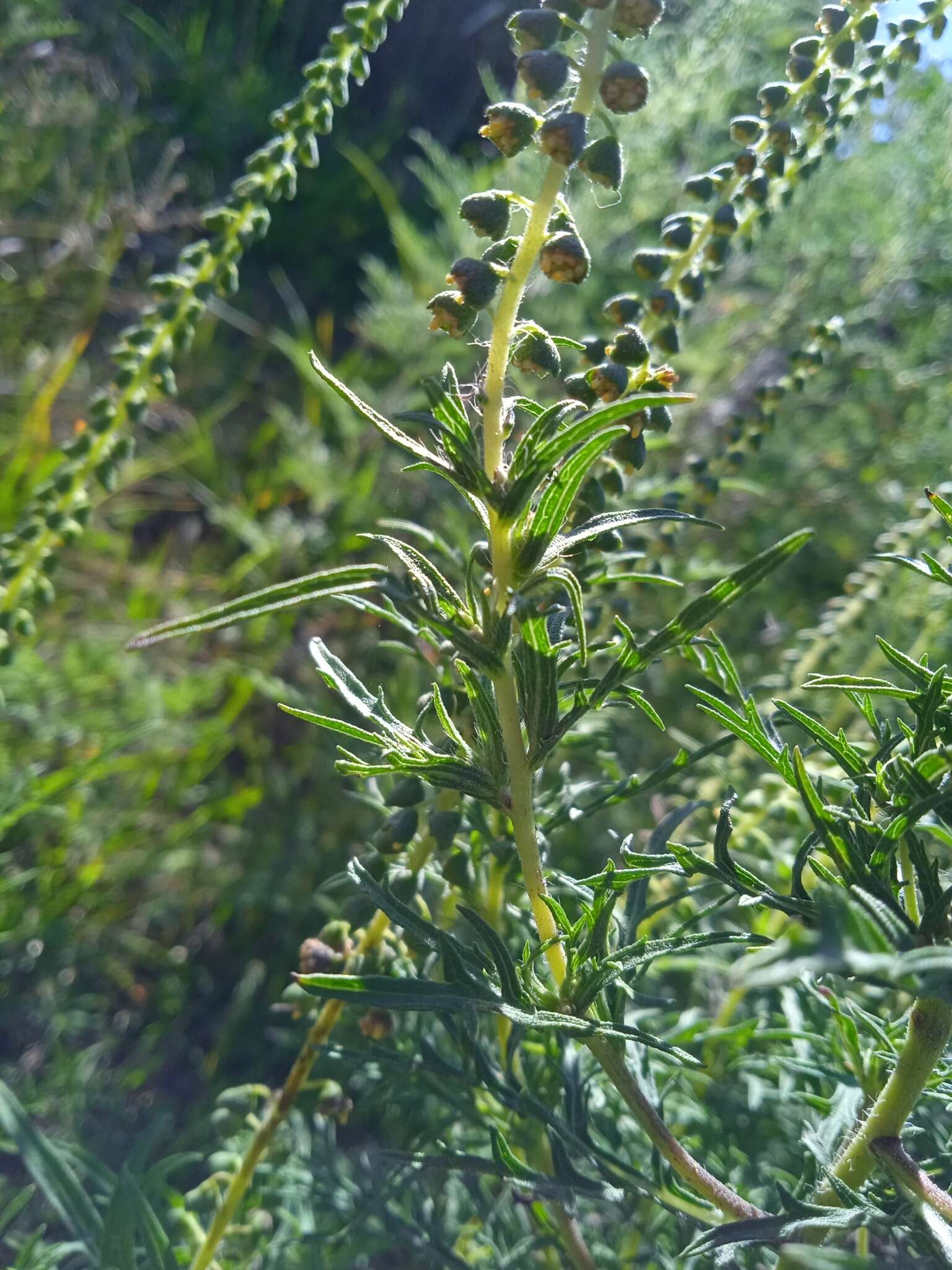 Image of slimleaf bur ragweed