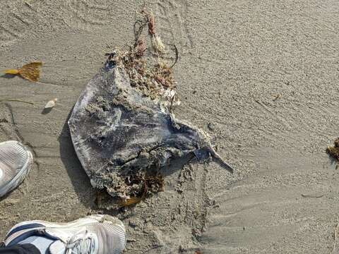 Image of California Butterfly Ray