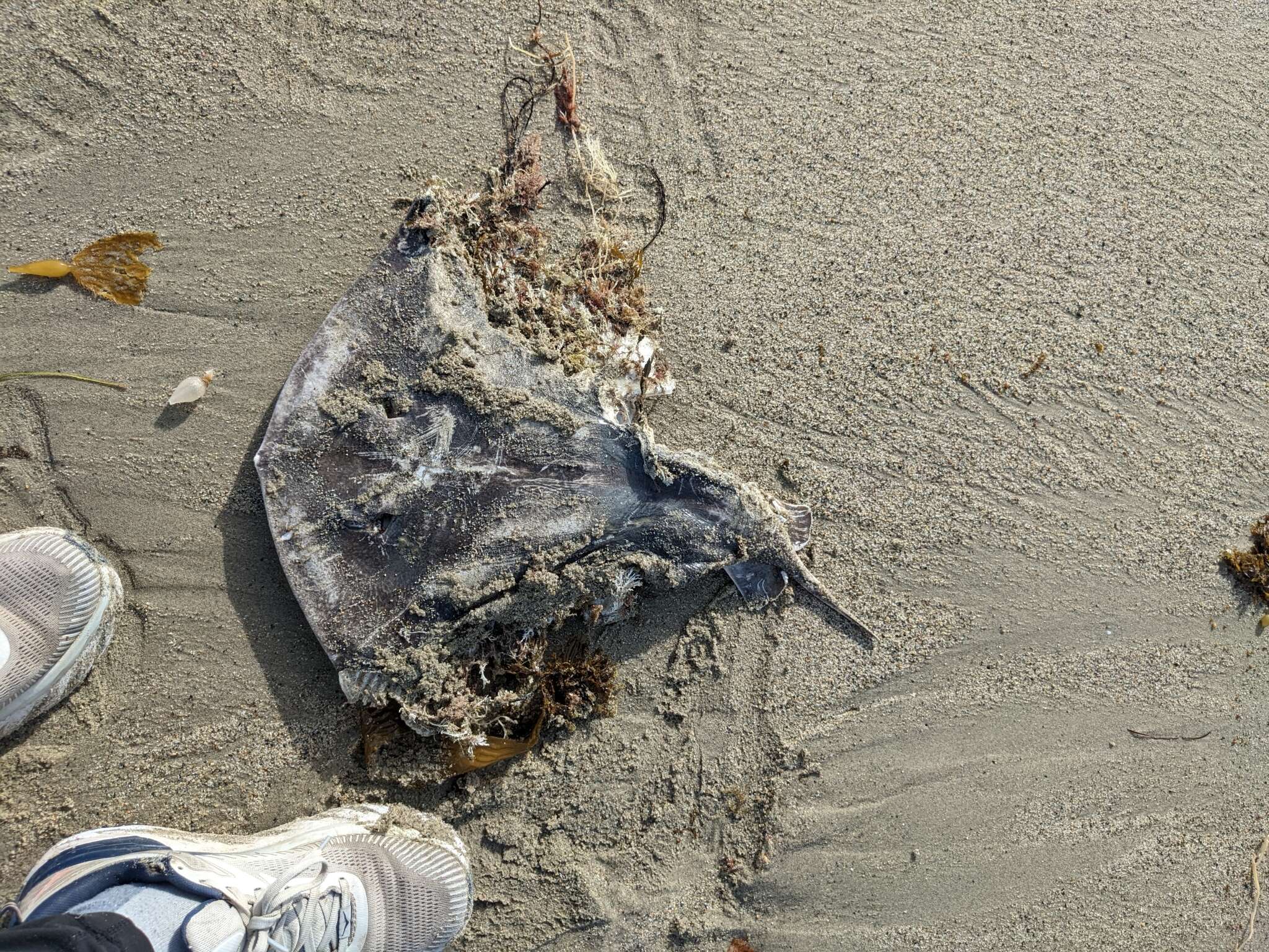 Image of California Butterfly Ray