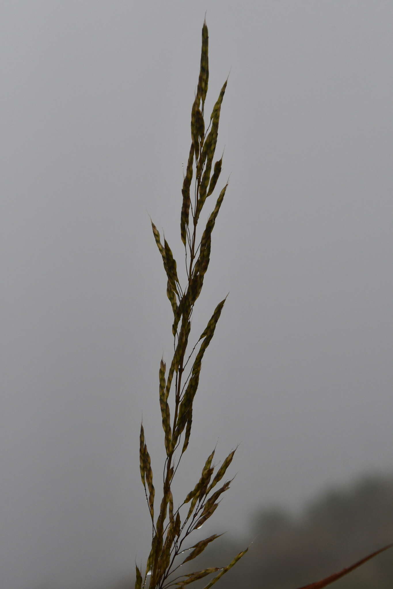 Image of frost grass