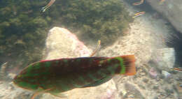 Image of Gunther's wrasse