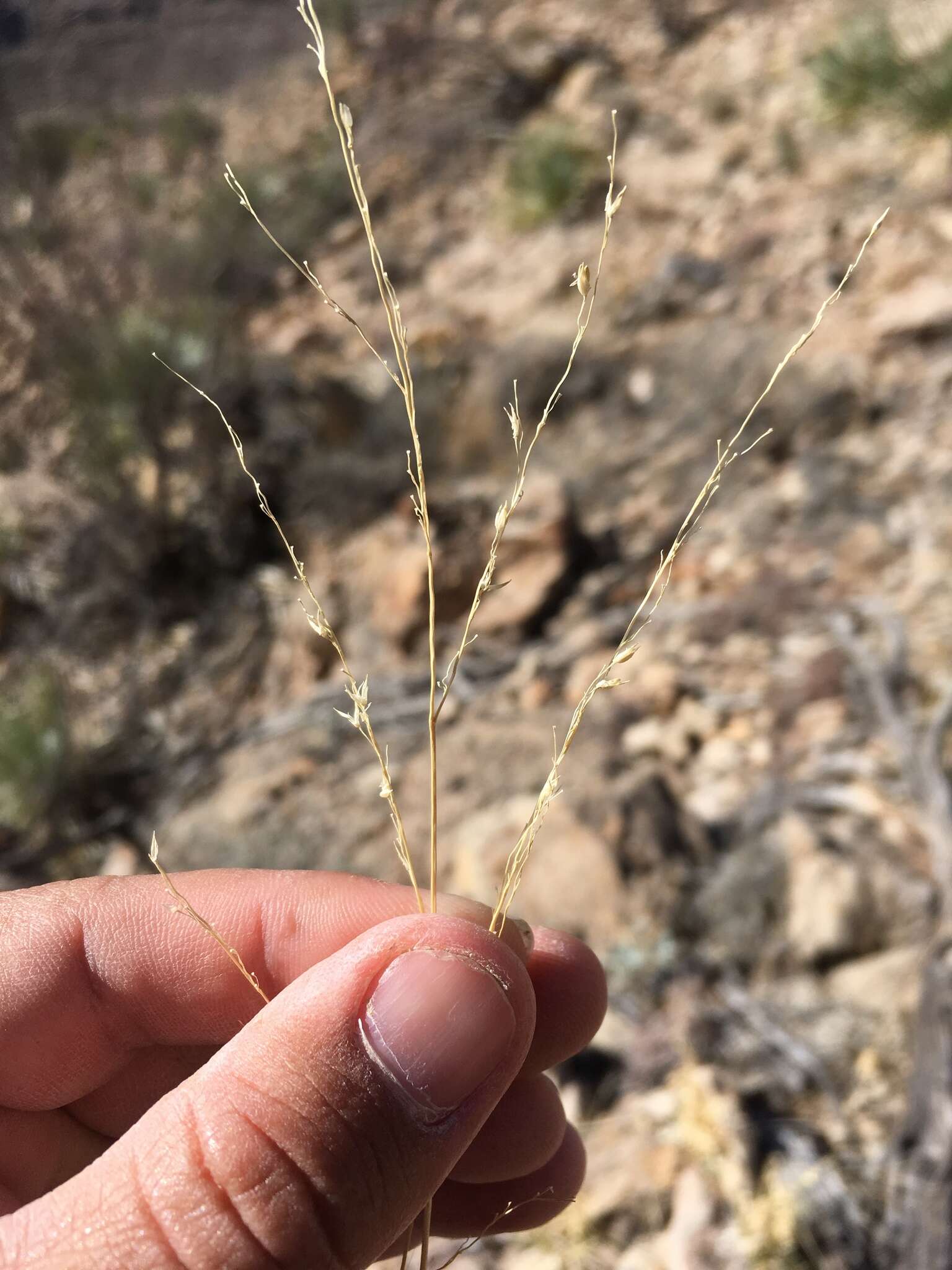 صورة Panicum hallii Vasey