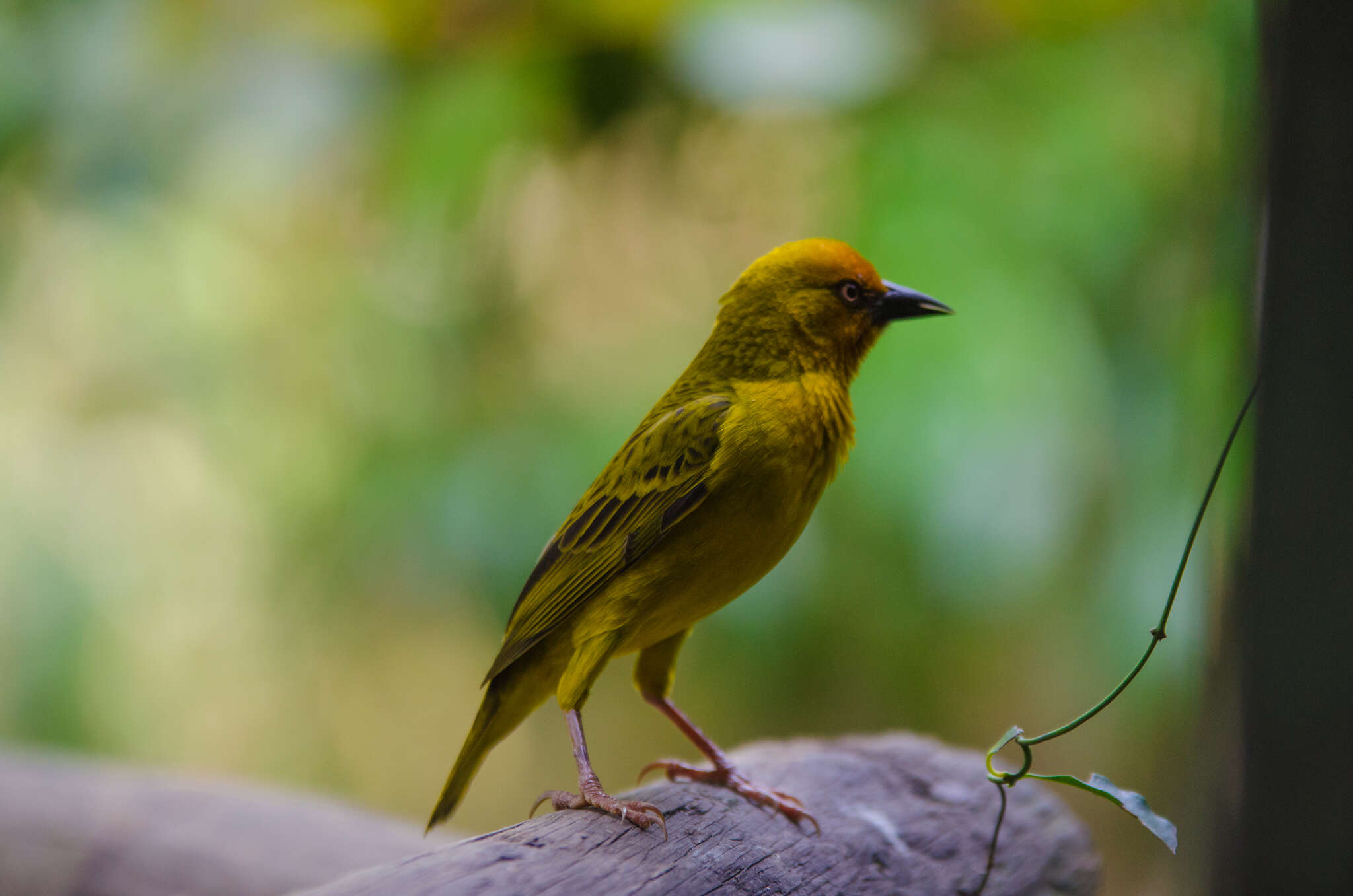 Image of Cape Weaver