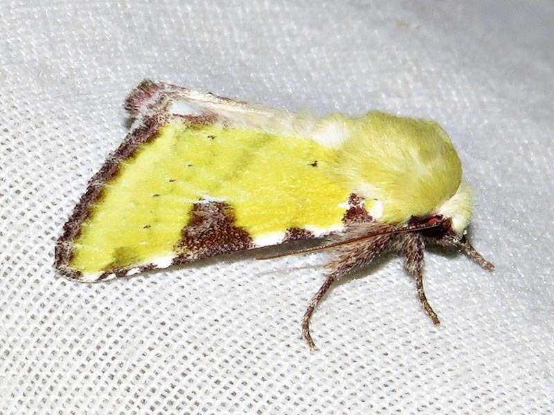 Image of <i>Heliothis flavirufa</i> (Hampson 1910)