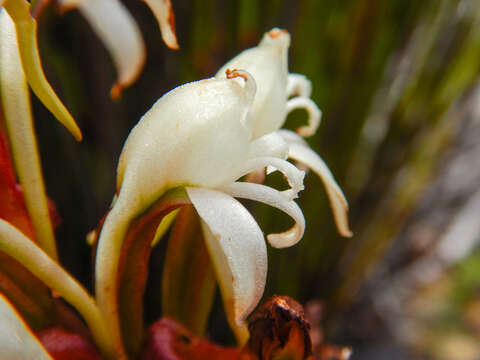 Imagem de Satyrium candidum Lindl.