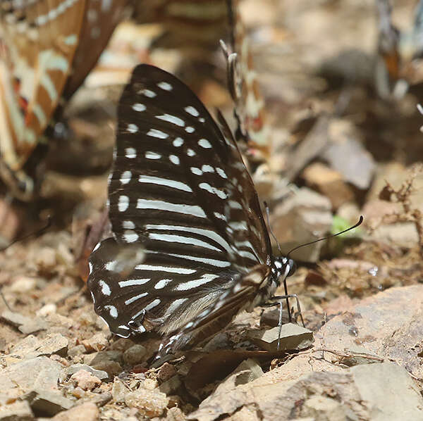 Sivun Graphium macareus (Godart 1819) kuva