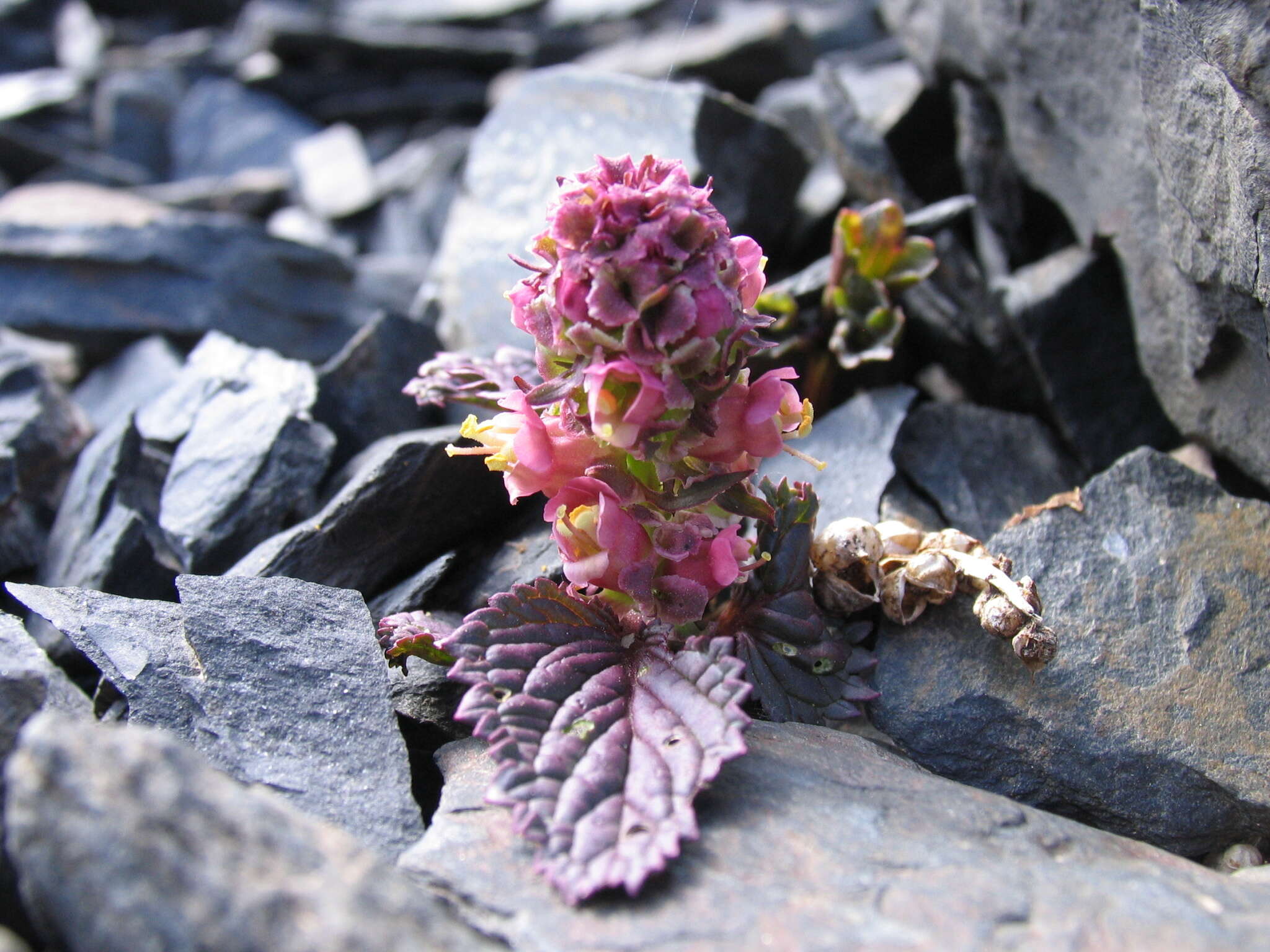 Image de Scrophularia minima Bieb.