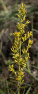 Image of showy goldenrod