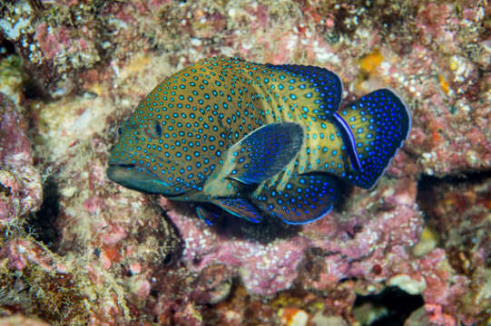 Image of Argus Grouper