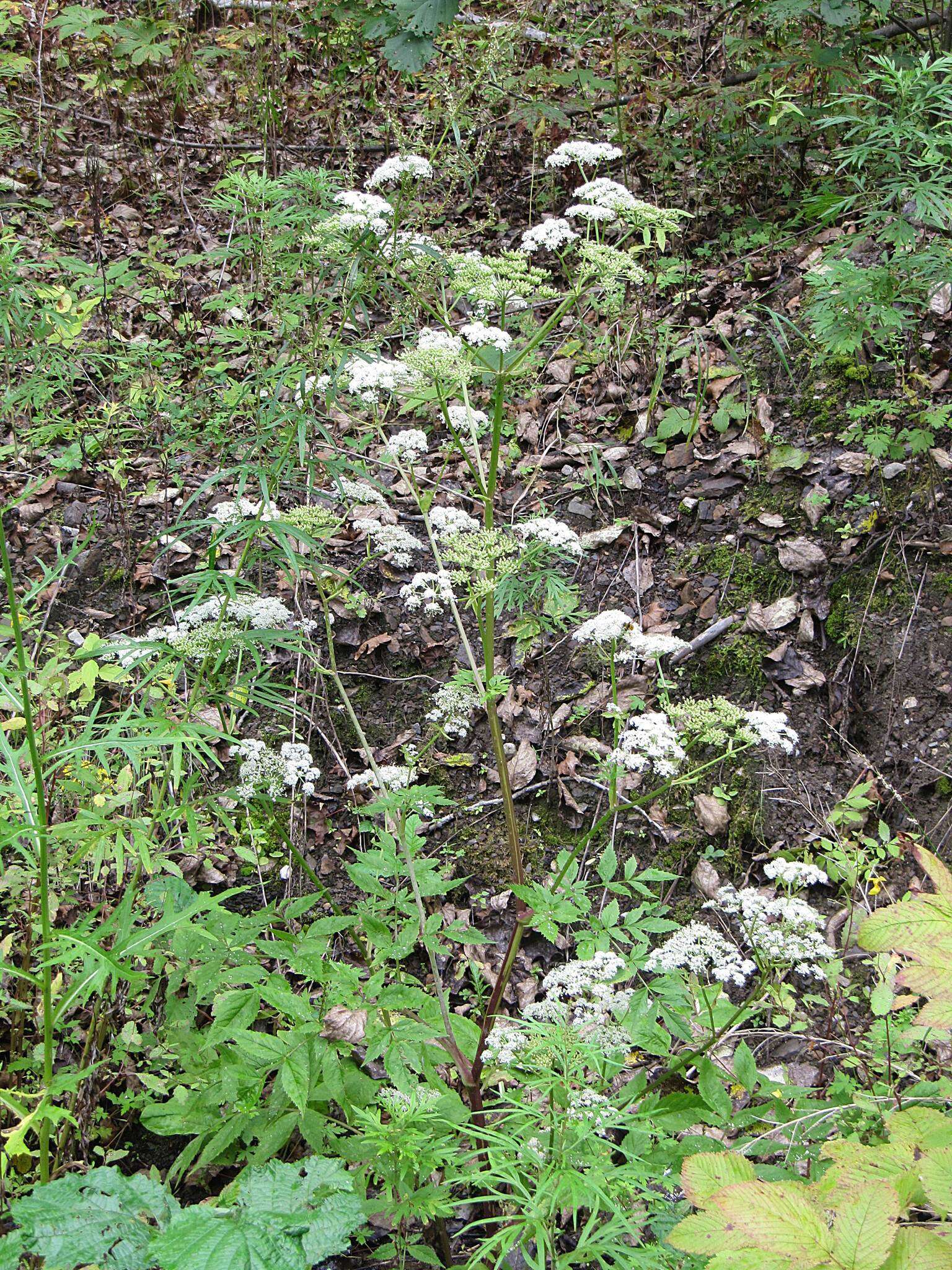 Image de Ostericum sieboldii (Miq.) Nakai