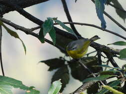 Image of Grey-hooded Warbler