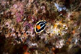 Image of Chromodoris africana Eliot 1904