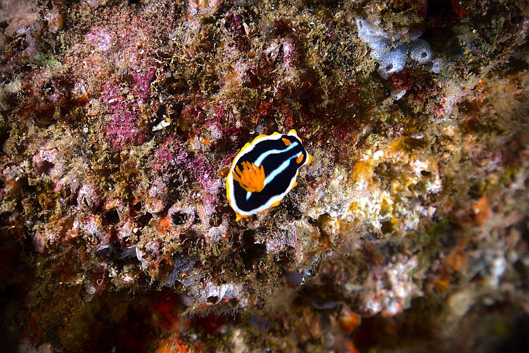 Image of Chromodoris africana Eliot 1904