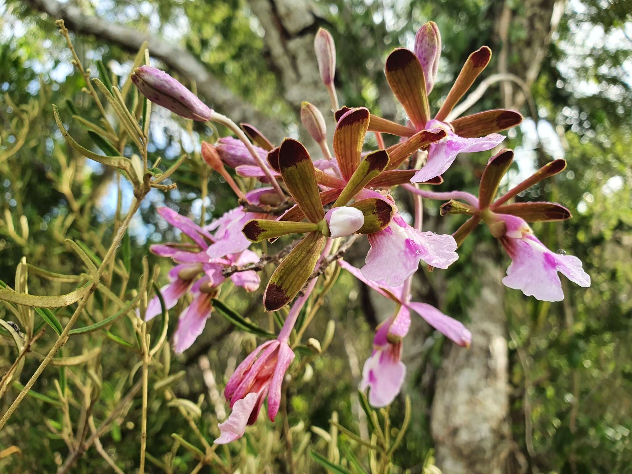 Image of Psychilis atropurpurea (Willd.) Sauleda