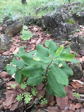 Image of Asclepias pringlei (Greenm.) R. E. Woodson