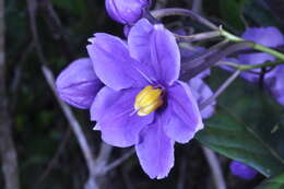 Image of Solanum troyanum Urb.