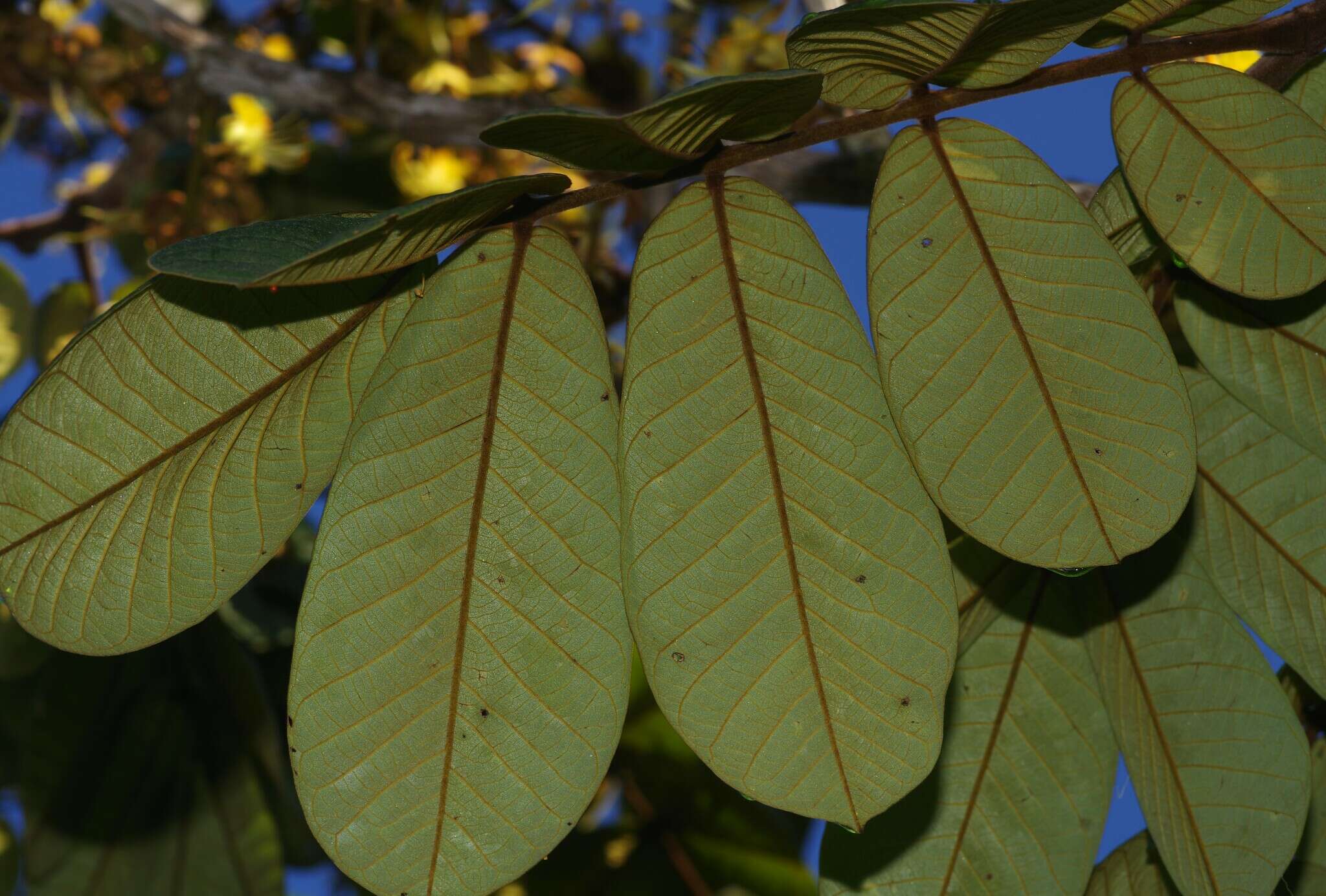 Plancia ëd Swartzia panacoco (Aubl.) Cowan