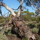 Image of Eucalyptus eremicola subsp. eremicola