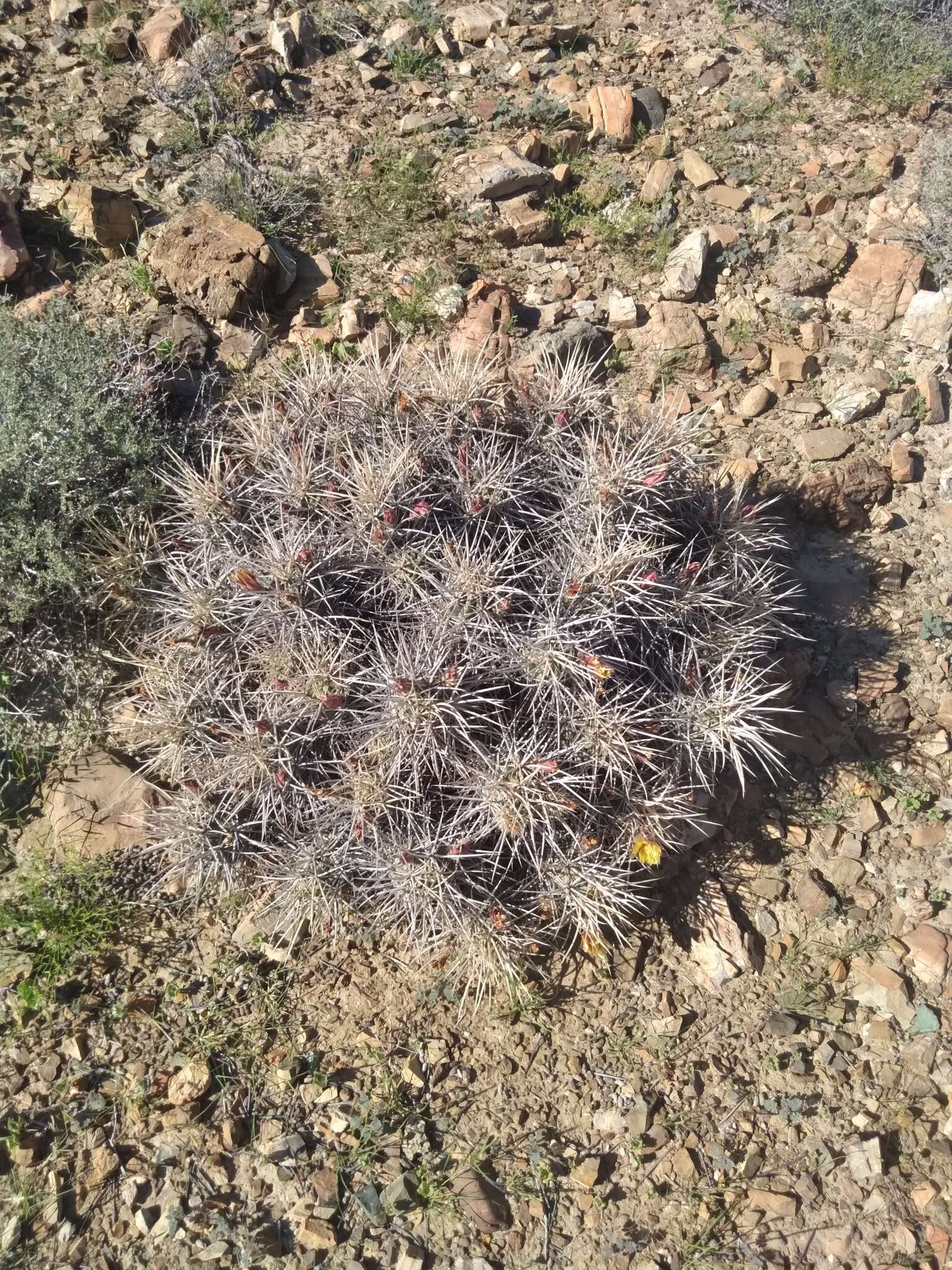 Image of Echinocereus maritimus (M. E. Jones) K. Schum.