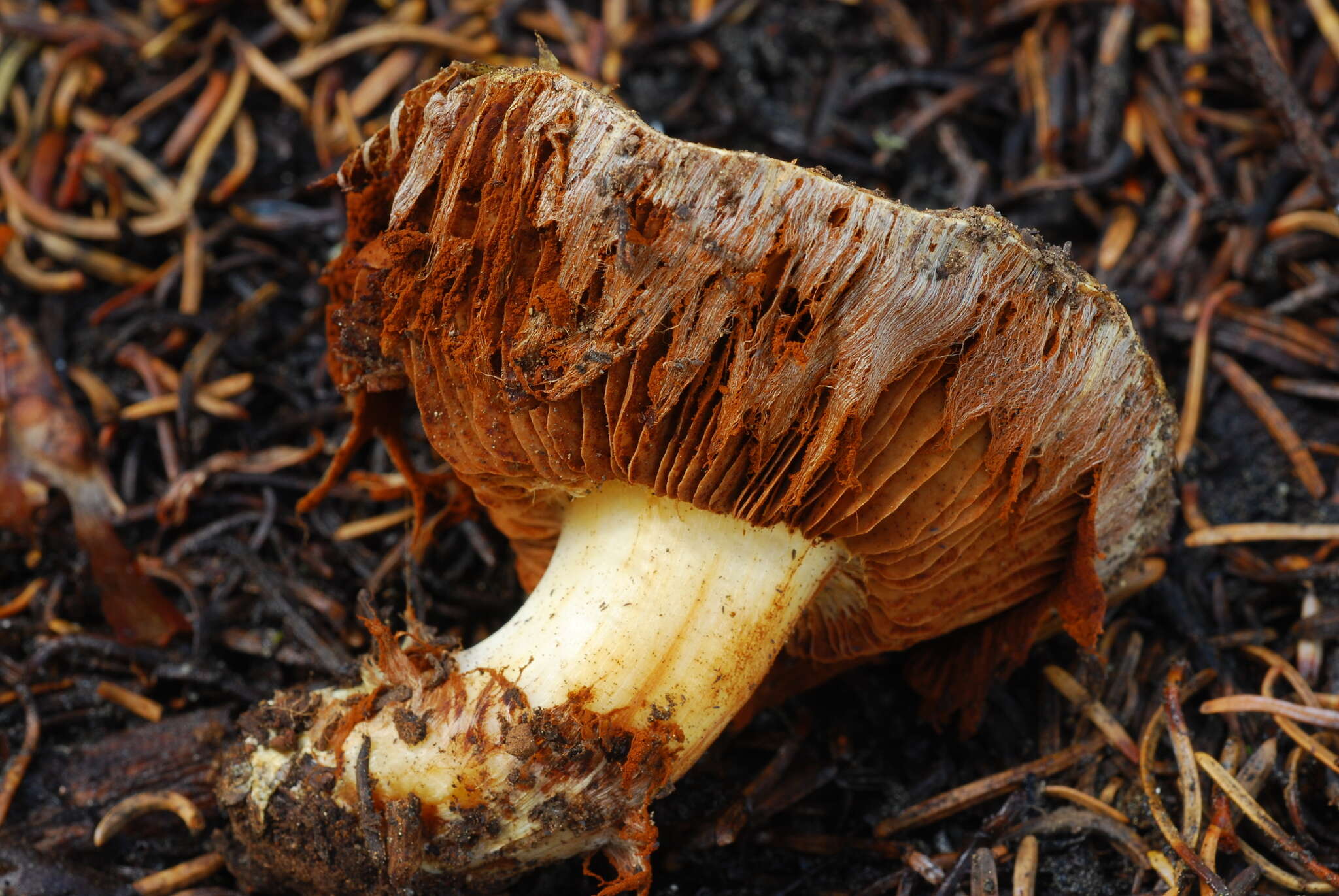 Image of Cortinarius verrucisporus Thiers & A. H. Sm. 1969