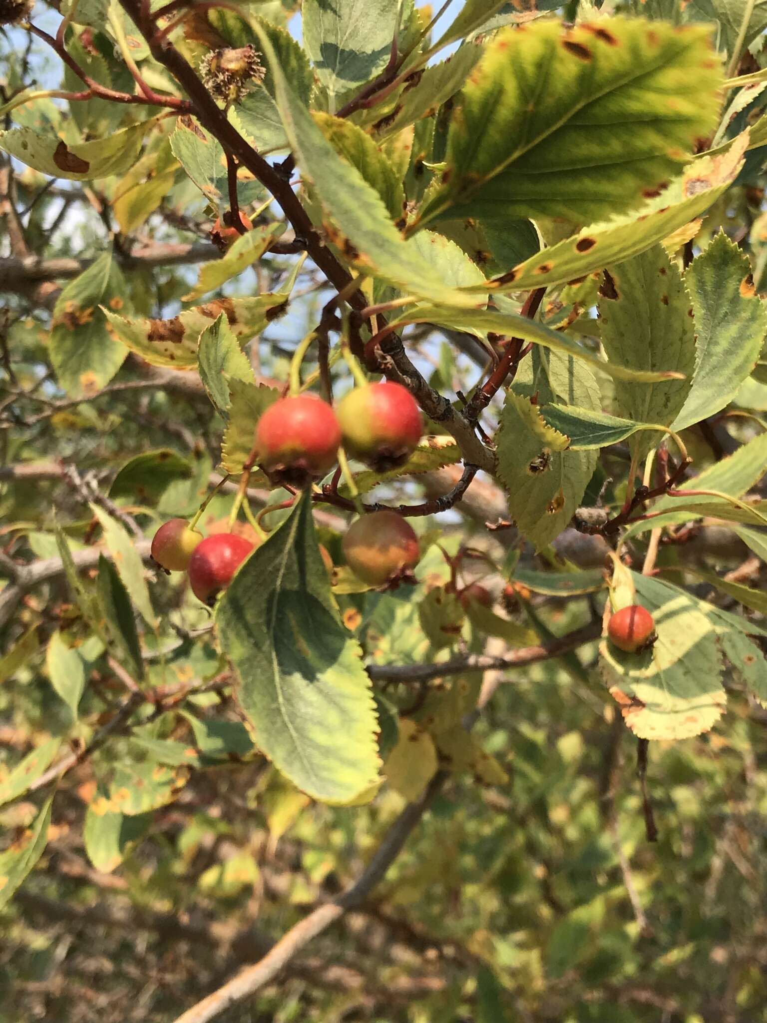 Imagem de Crataegus rivularis Nutt. ex Torr. & Gray