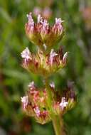 Plancia ëd Valeriana ciliosa (Greene) Byng & Christenh.