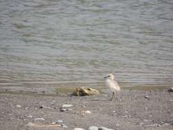 Charadrius obscurus aquilonius Dowding 1994 resmi