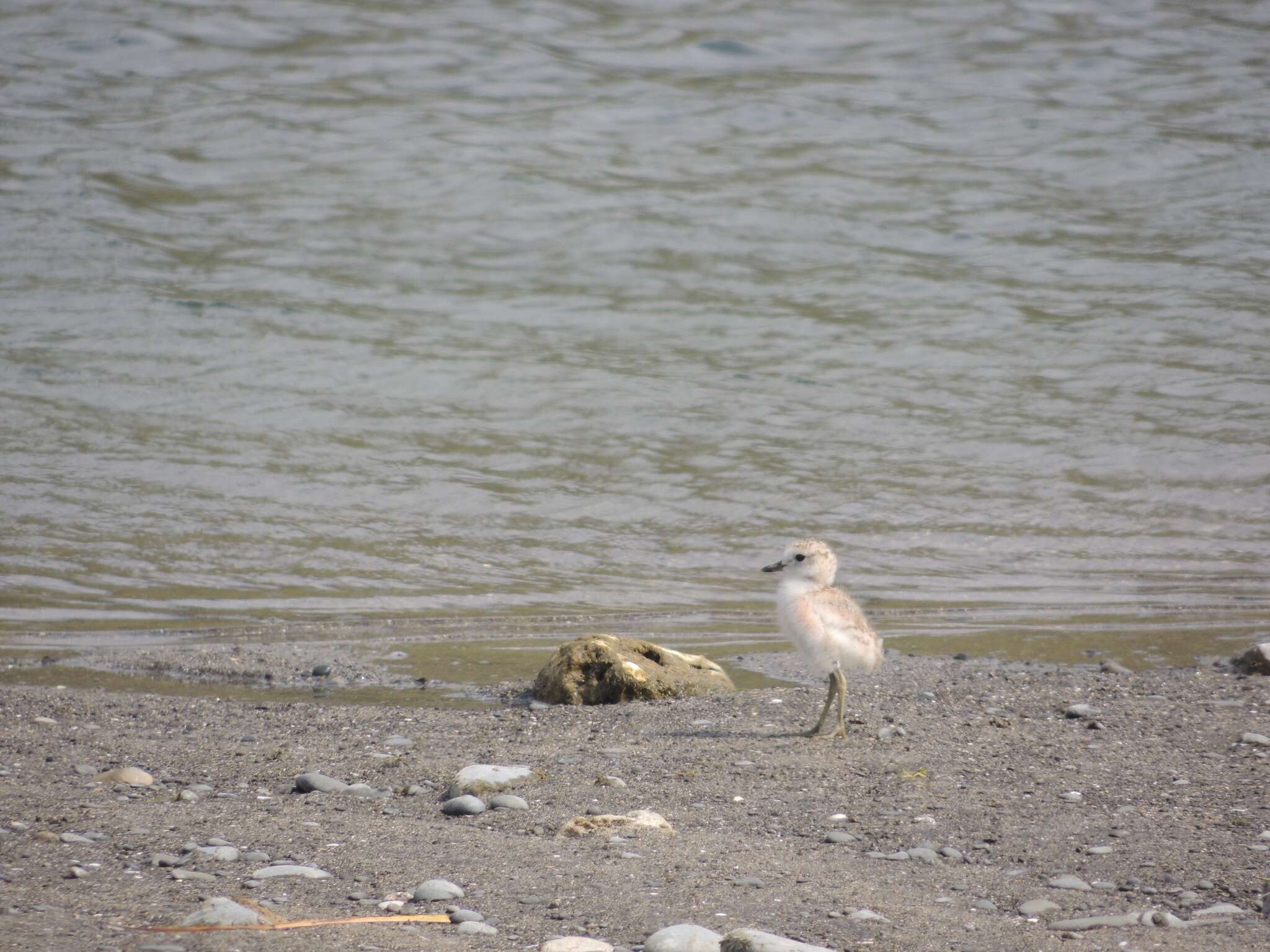 Charadrius obscurus aquilonius Dowding 1994 resmi