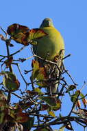 Image of Yellow-footed Green Pigeon