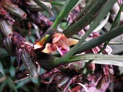 Image of Maxillaria subulata Lindl.