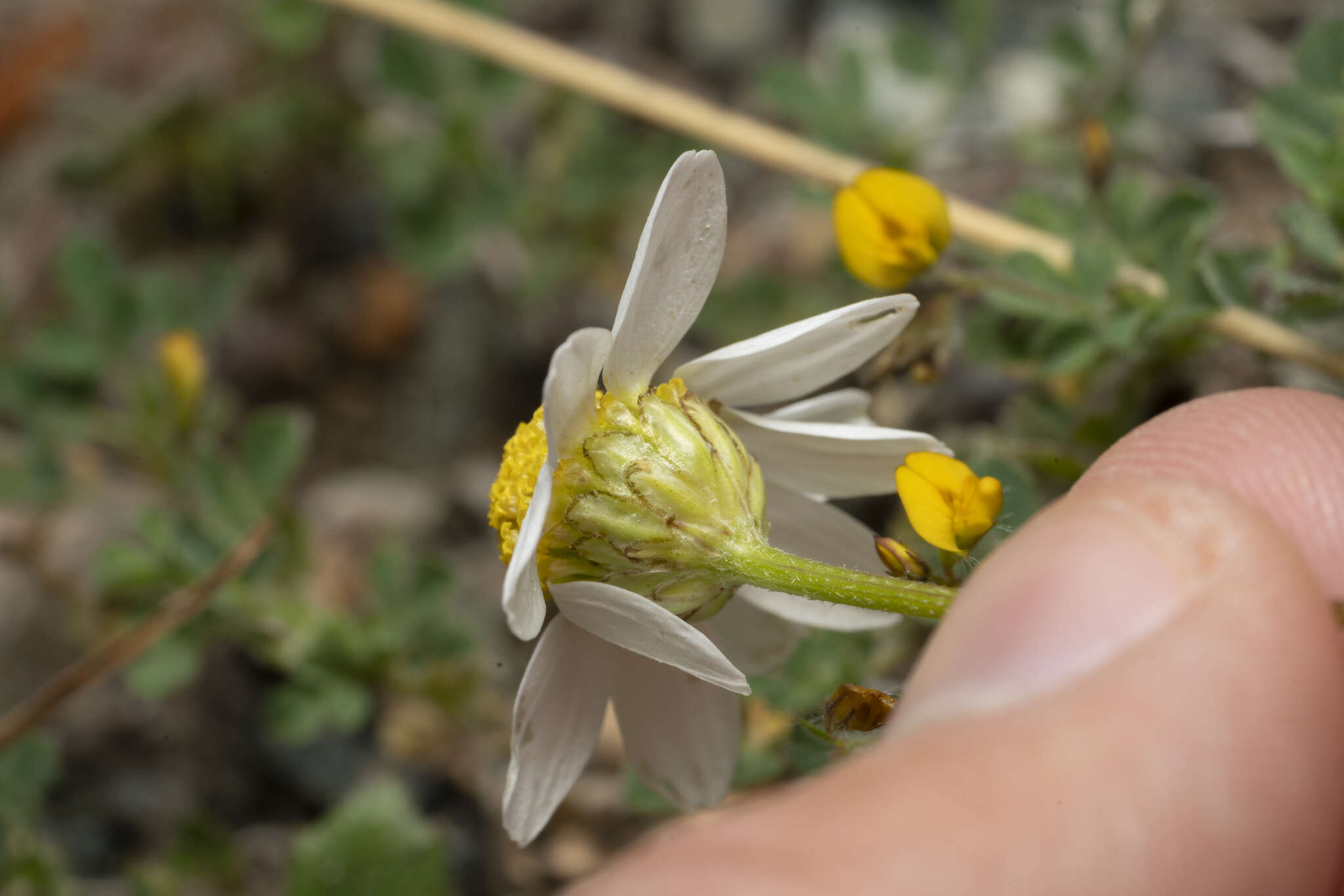 Image of Anthemis macrotis (Rech. fil.) Oberpr. & Vogt