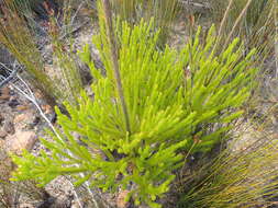 Plancia ëd Leucadendron ericifolium R. Br.