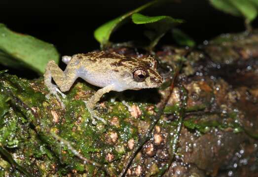 Imagem de Pristimantis inguinalis (Parker 1940)