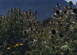 Imagem de Eryngium guatemalense Hemsl.