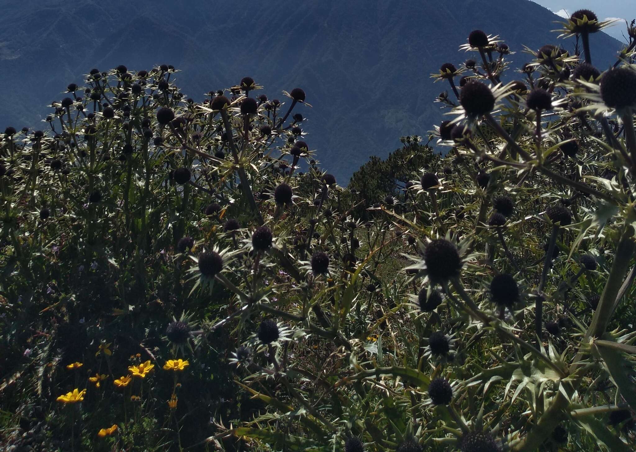 Image of Eryngium guatemalense Hemsl.