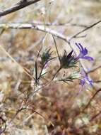 Image de Eriastrum eremicum subsp. eremicum