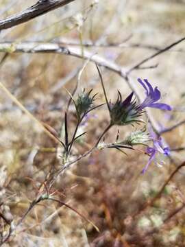 Imagem de Eriastrum eremicum subsp. eremicum