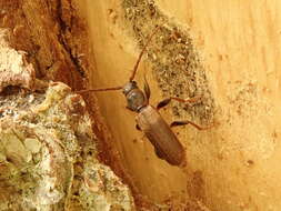 Image of Brown spruce longhorn beetle