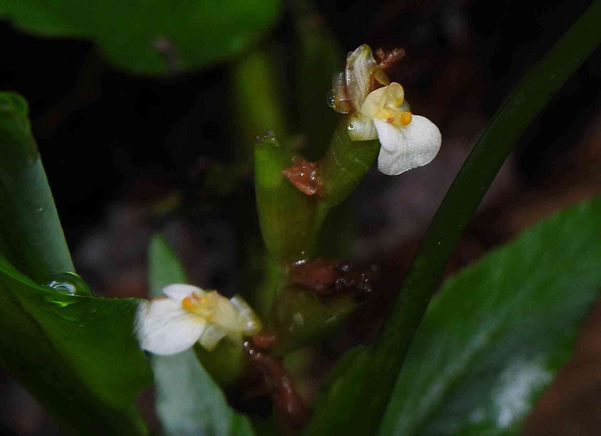 Imagem de Maranta humilis Aubl.